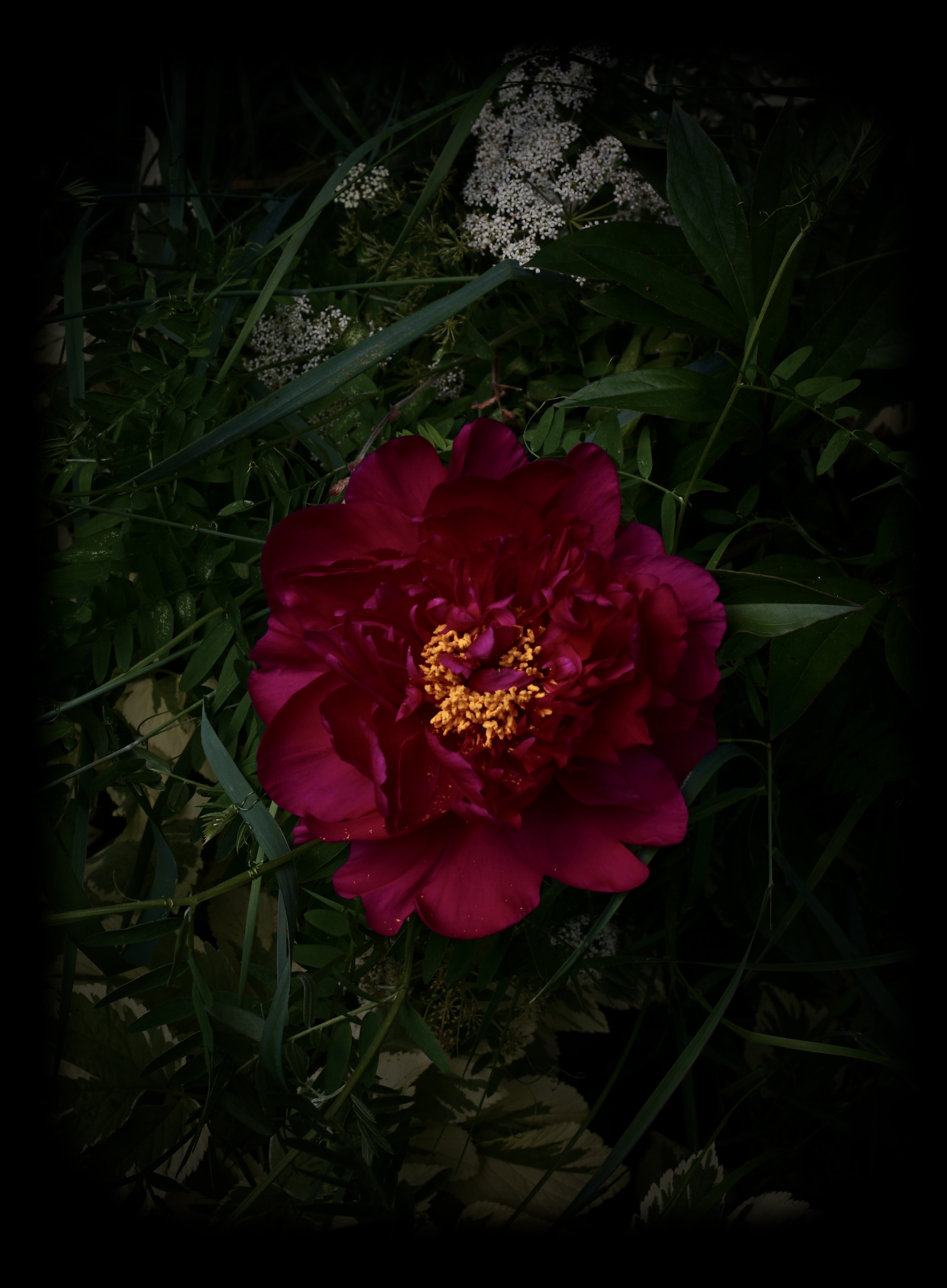 Peony